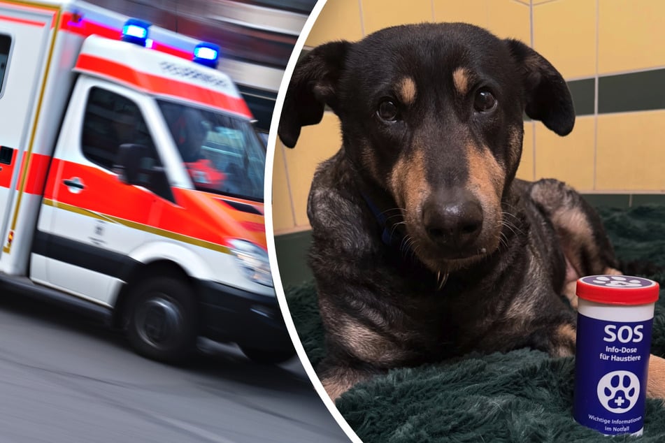 Haustierbesitzer aufgepasst: Diese Dose kann euren Schatz im Notfall retten