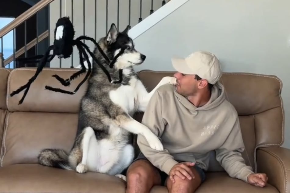 Husky Titan kann die Spinne nicht ernst nehmen, tatscht seinem Herrchen auf die Schulter, nach dem Motto: "Lass mal gut sein!"