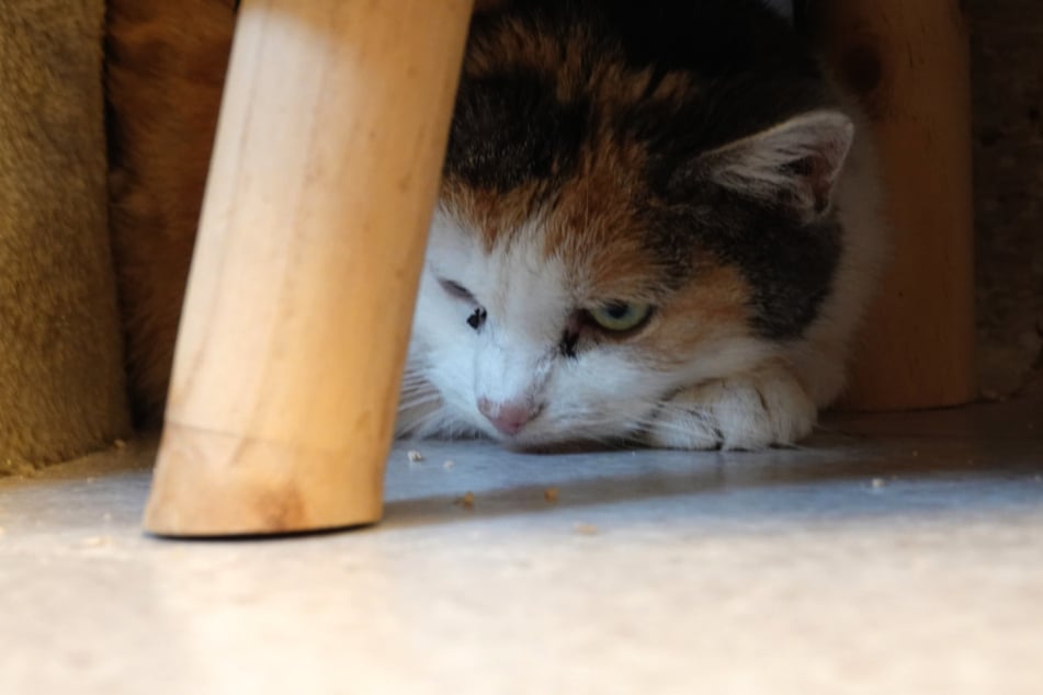 So langsam taue Patchy auf der Katzenstation auf, berichten die Mitarbeiterinnen und Mitarbeiter auf der Webseite des Tierheims.