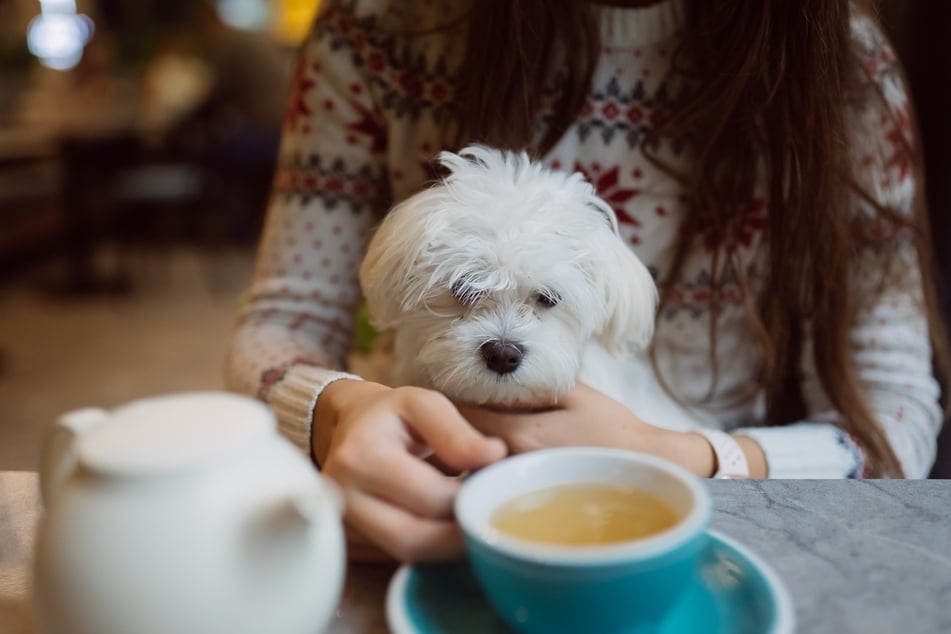 Ist Kamillentee für Hunde so gesund wie für Menschen?