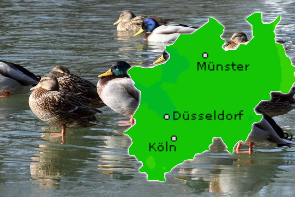 Bibbern oder Frühlingserwachen? So wird das Wetter zum Wochenstart