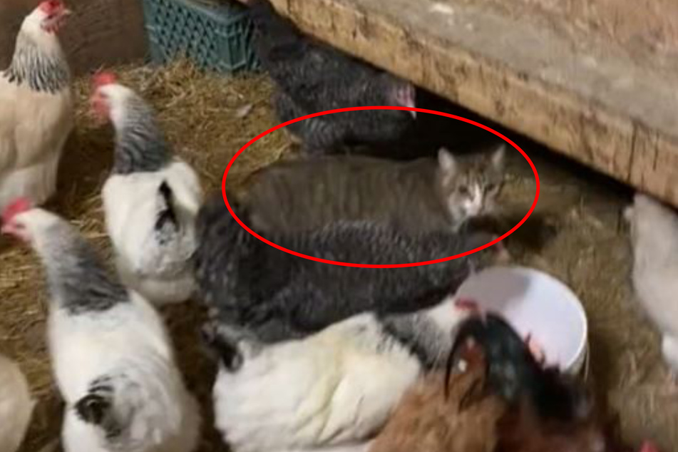 Warum flüchtete diese Katze aus dem Hühnerstall?