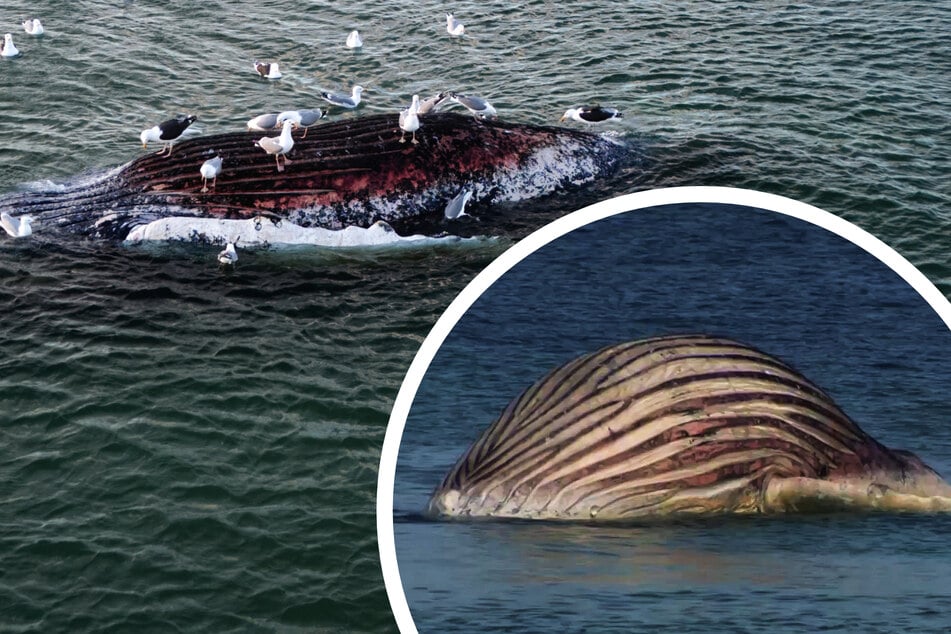 Wann platzt Timmy? Walkadaver vor Anholt ist extrem aufgebläht