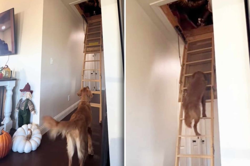 "Clingy" Golden Retriever dog follows her owner up a ladder in shocking video!