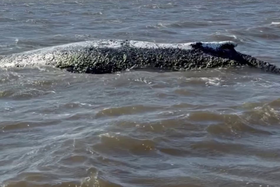 Buckelwal "Timmy" bewegt sich nicht: Expertin verlässt Team, prangert "eklatante Fehler" an