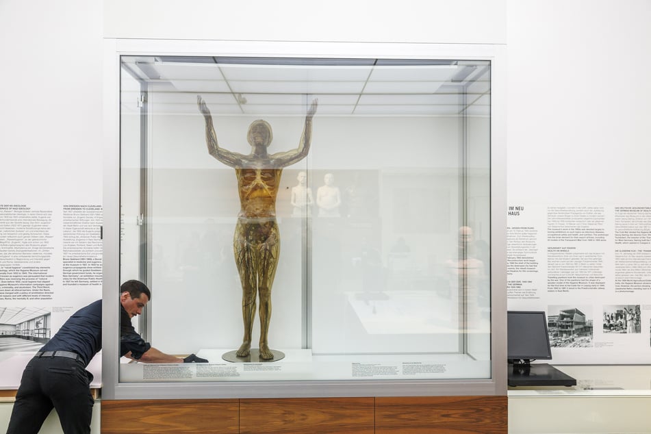 Ganze drei Jahre musste das Deutsche Hygiene-Museum auf ihr ikonisches Exponat verzichten - jetzt ist SIE wieder da.