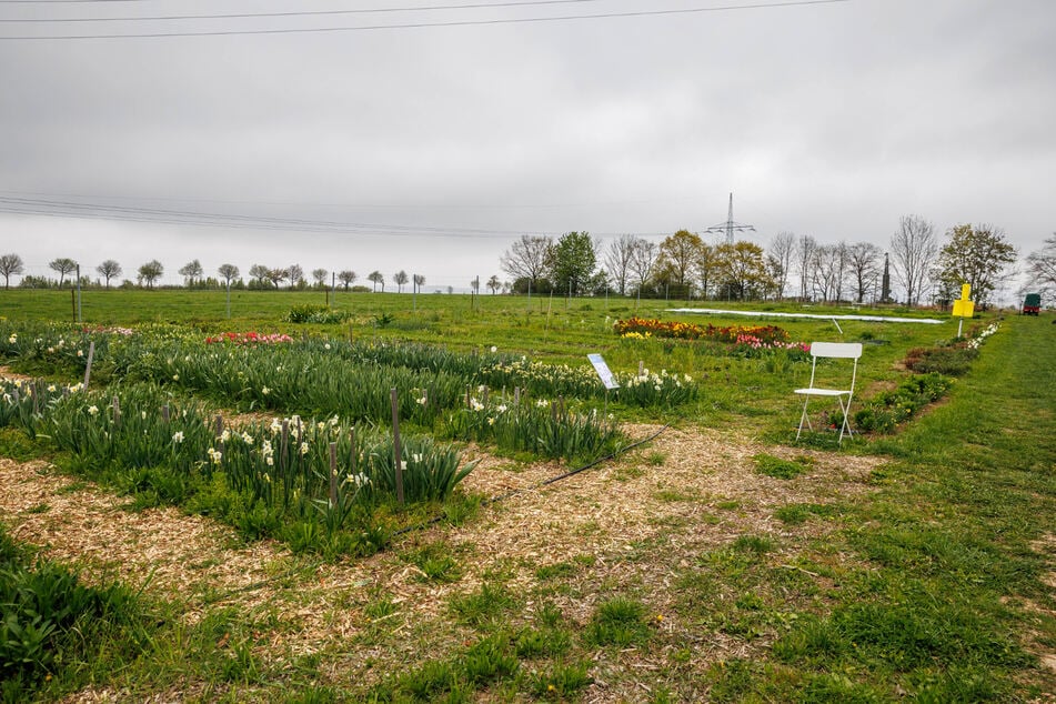 Die Pachtfläche ist 2300 Quadratmeter groß, auf 1800 Quadratmetern wachsen Blumen.
