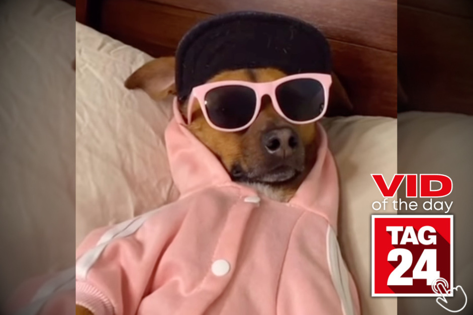 Today's Viral Video of the Day features an adorable dog named Tootie rocking out to some Mac Miller with shades on!