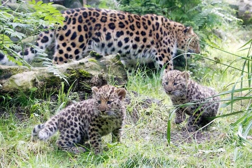 Damit endlich wieder kleine Leoparden im Zoo herumtollen, muss es mit der Paarung bei Mia und Kitan klappen. (Archivbild)