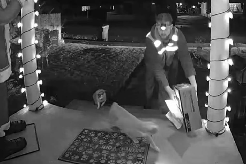 Frau wartet auf Paket: Als sie sieht, was Lieferant mit ihren Katzen macht, schmilzt ihr Herz