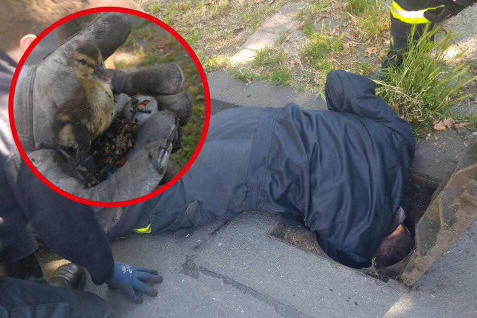 Das Entenküken saß tief unten im Kanalschacht. Etwas schmutzig, aber unverletzt konnte es befreit werden.