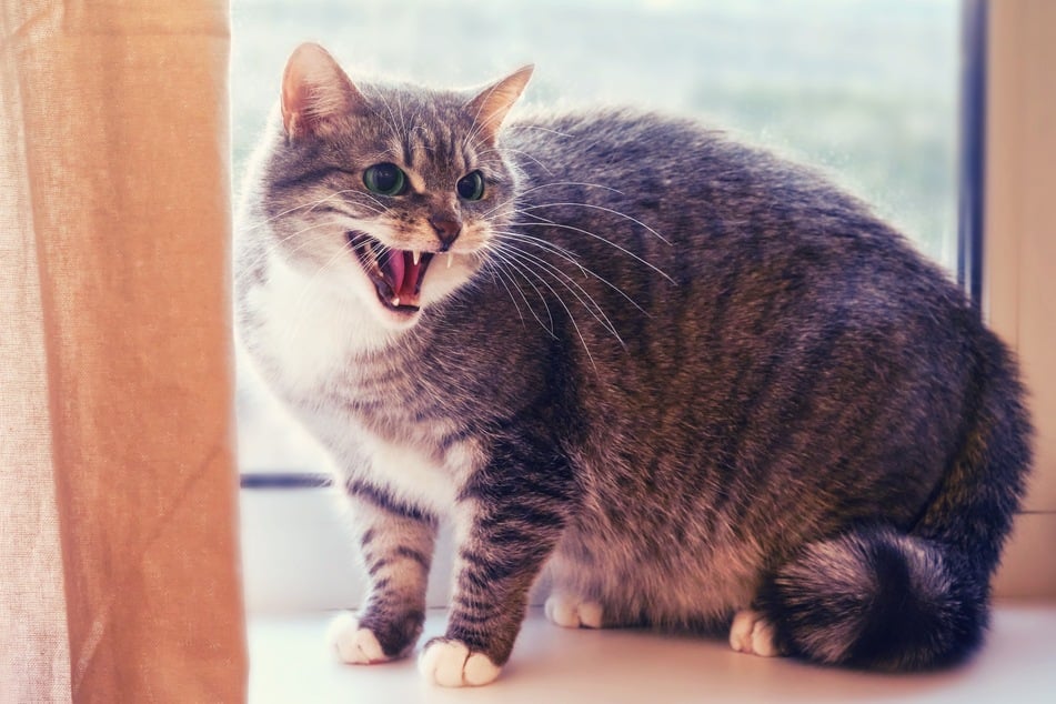 Wer sich die Katzenliebe mit aller Macht "erstreicheln" will, kann auch fauchend von der Mieze zurückgewiesen werden.