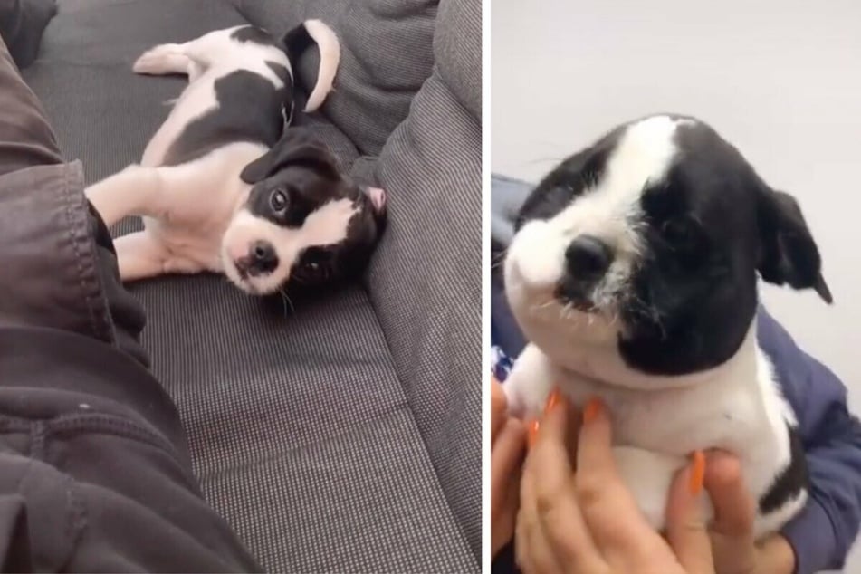 Little puppy had to learn the hard way that bees aren't for snacking