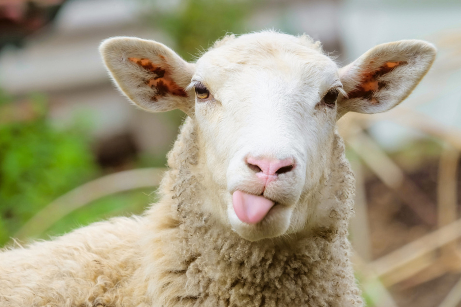 Es kam nicht mehr alleine an Land: Polizei rettet Schaf aus Mulde