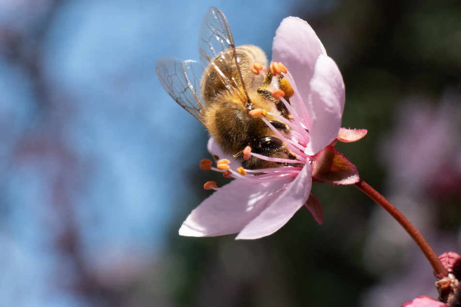 Bei dem sonnigen Wetter sind Groß und Klein draußen unterwegs. Wie etwa diese Biene, die in Stuttgart die Blüte einer Blutpflaume besucht.