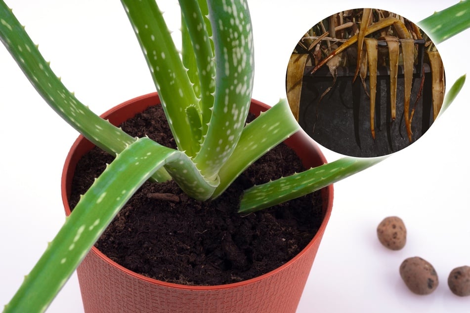 Aloe vera wird braun und weich? Jetzt schnell handeln