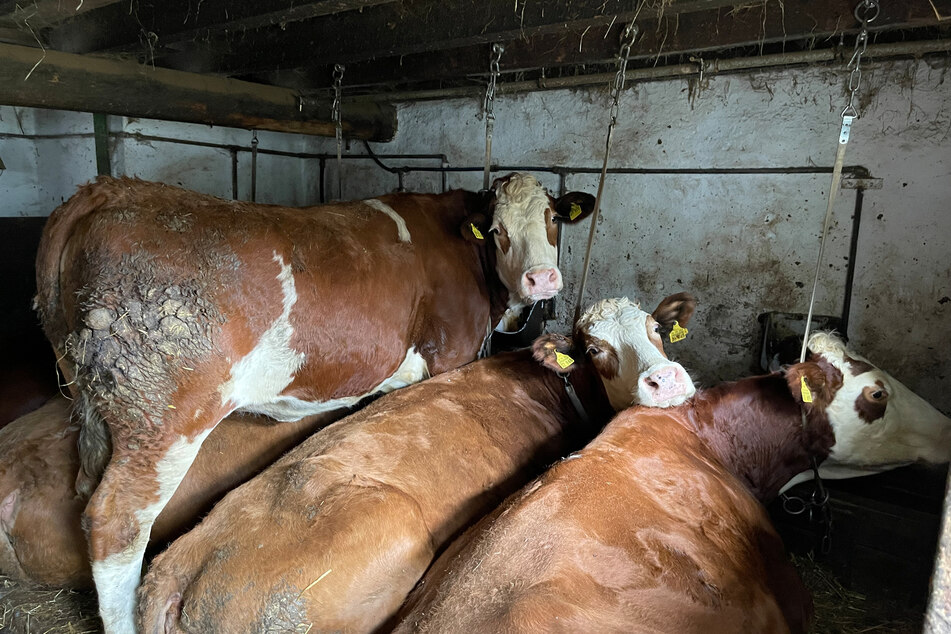 Laut Greenpeace zeigt dieses Bild die schockierenden Zustände in einem deutschen Bauernhof, der Milch für die Produktion der Bärenmarke liefert.