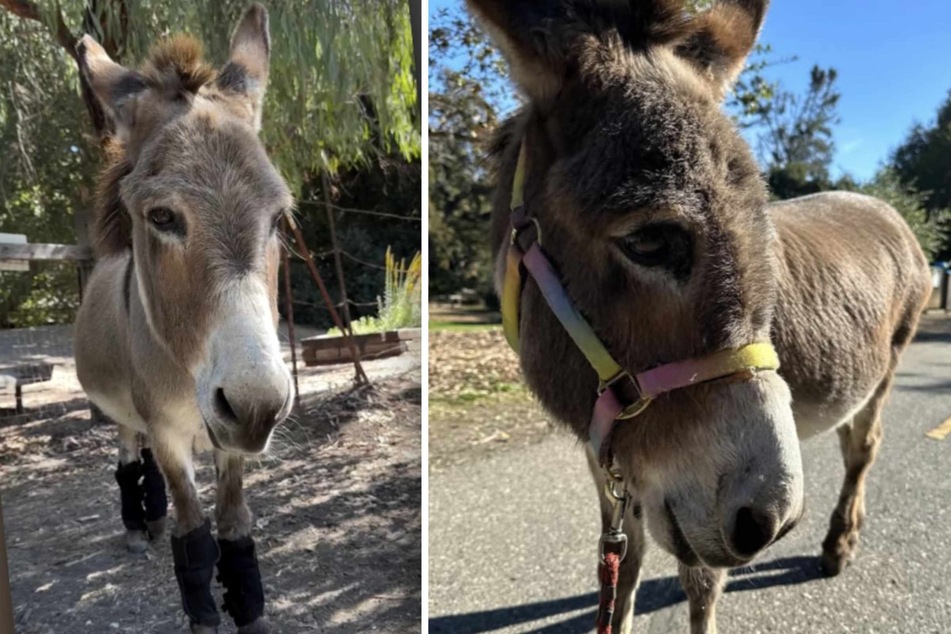 The donkey was described as spirited and funny, who also liked to playfully nip visitors in the butts.