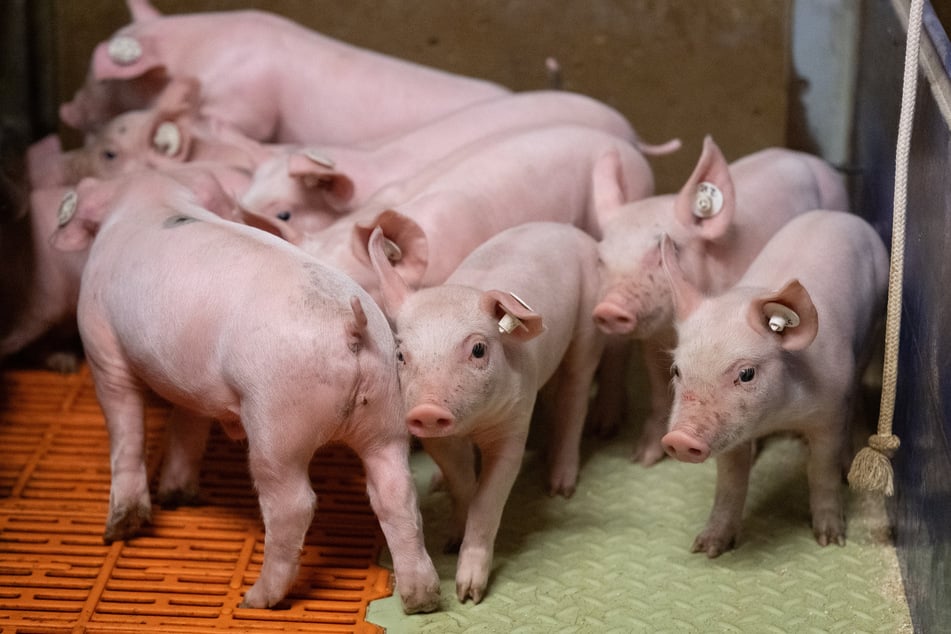 Es wurden weniger Ferkel aufgezogen, wie aus Zahlen des Statistischen Landesamtes in Erfurt hervorgeht. (Symbolbild)