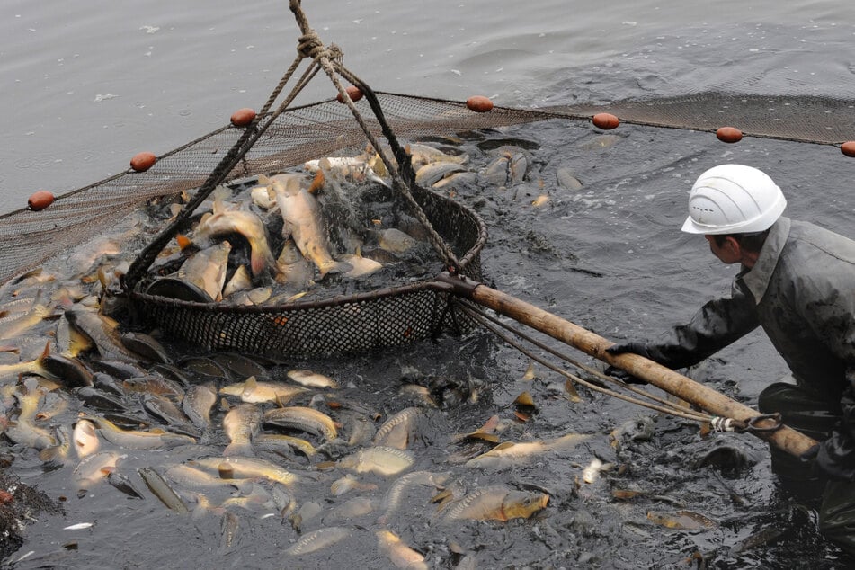 Die Karpfensaison hat in Sachsen am Samstag offiziell begonnen. Dann werden in Rietschen (Landkreis Görlitz) die Lausitzer Fischwochen eröffnet.
