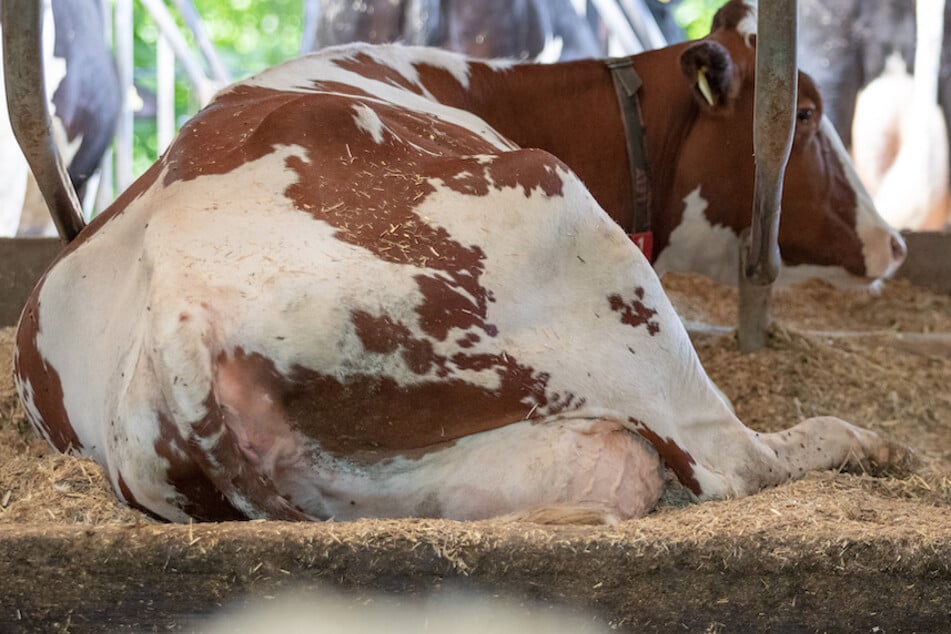 Alles für die Kuh: Wie schlafen die Tiere im Stall am besten?