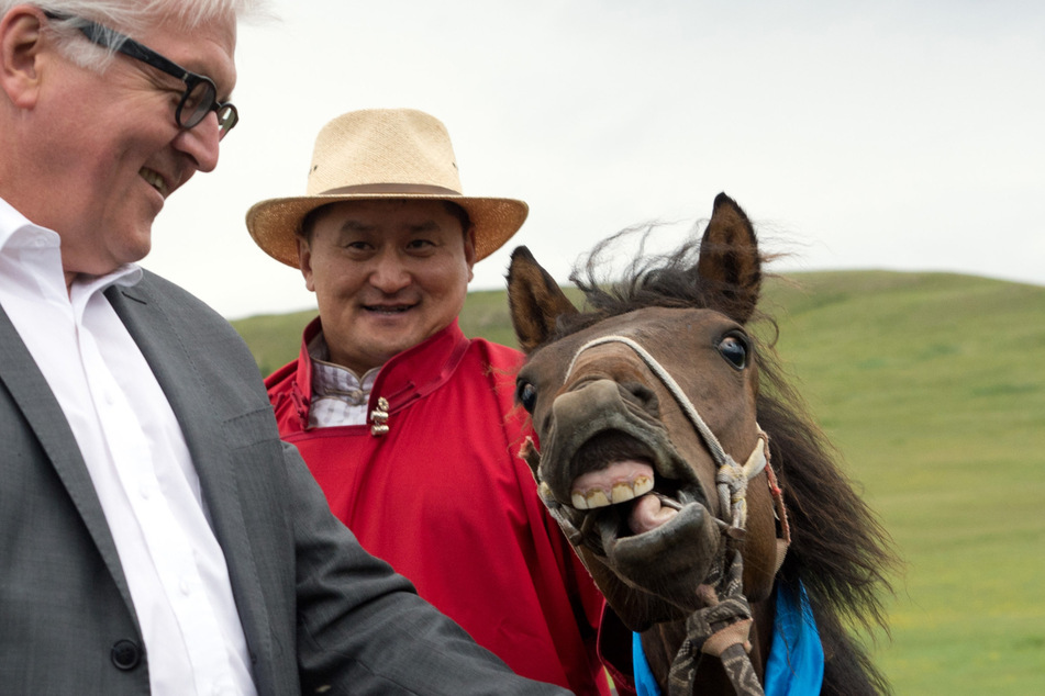 Frank-Walter Steinmeier (68) hält während eines Besuchs in der Mongolei das Pferd "Donnernde Hufe" belustigt an der Leine. Das Tier wirkt etwas verstört.