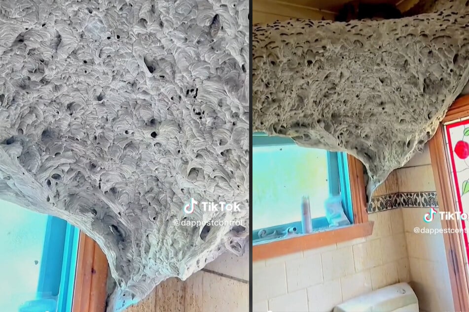 Dieses gigantische Wespennest versteckte sich im Badezimmer eines leerstehenden Hauses.