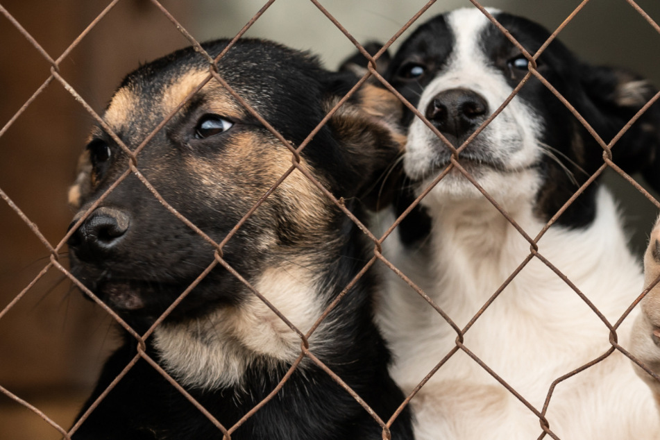 Polizei überprüft Hundepension: Als die Besitzer der Tiere anrücken, ist der Schock groß