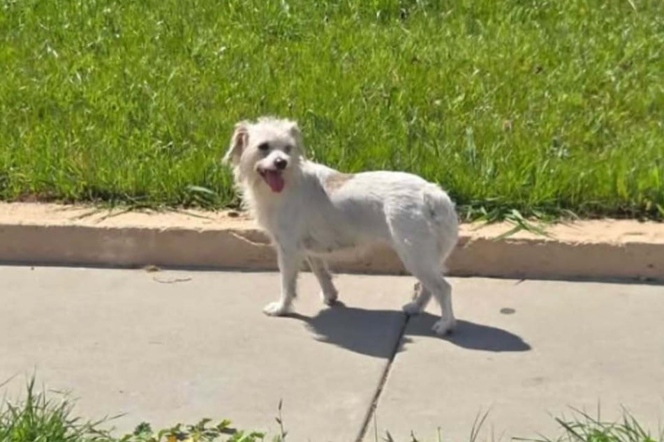 Mittlerweile ist das Tier endlich in Sicherheit.