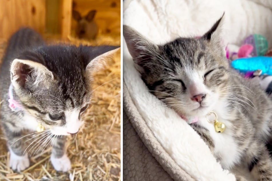 Mittlerweile ist die kleine Katze aus dem Gebüsch vor dem Landwirtschaftsgeschäft ganz schön gewachsen!