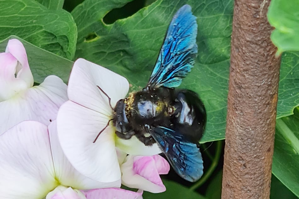 Die Breitblättrige Platterbse kann nur von größeren Bienen wie Holzbiene geöffnet werden.