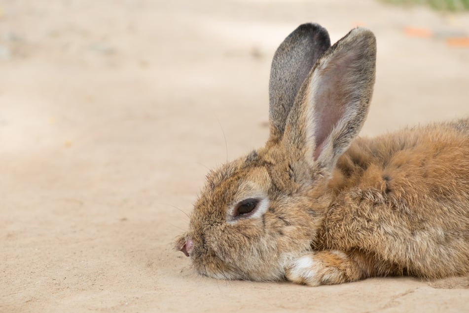 Nur entspannte Kaninchen sind glückliche Kaninchen.