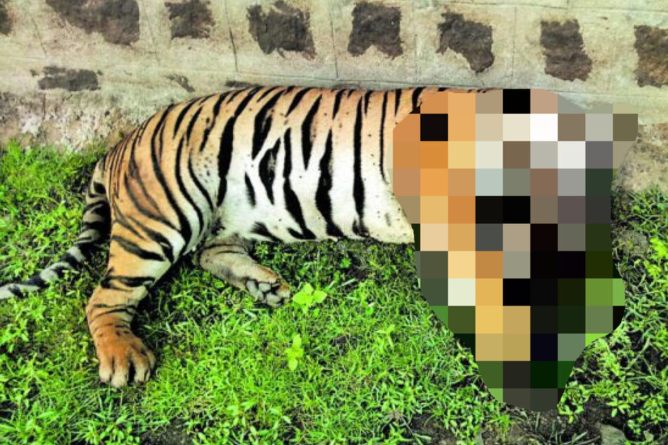 Tigerweibchen Sheba wurde nach einer Attacke auf einen 37-jährigen Mann gefangen und eingeschläfert.