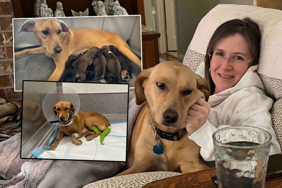 Gerettete Hündin und ihre Welpen kämpfen plötzlich ums Überleben - Was dann passiert, rührt alle