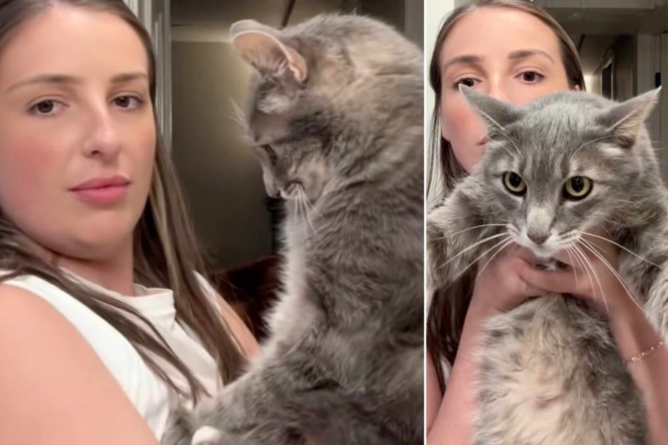 Cat owner tries to cuddle her pet, but his silly response has TikTok users cracking up: "is my cat broken?"