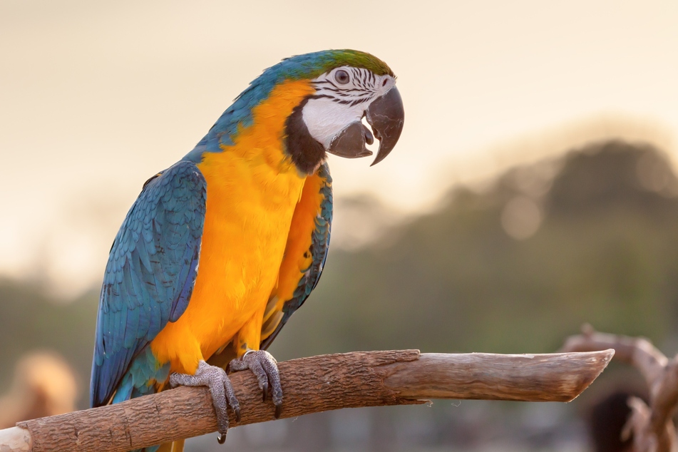 Papageien können komplexe Aufgaben lösen und sind ausgesprochen hilfsbereit - eine Gegenleistung erwarten sie dafür nicht.