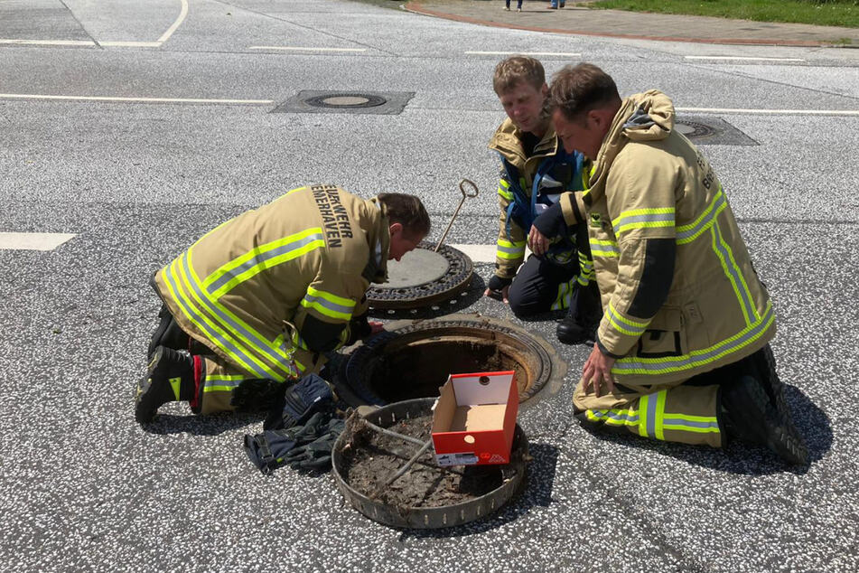 Feuerwehrleute werkeln an dem Gulli, in den die Küken gefallen sind.