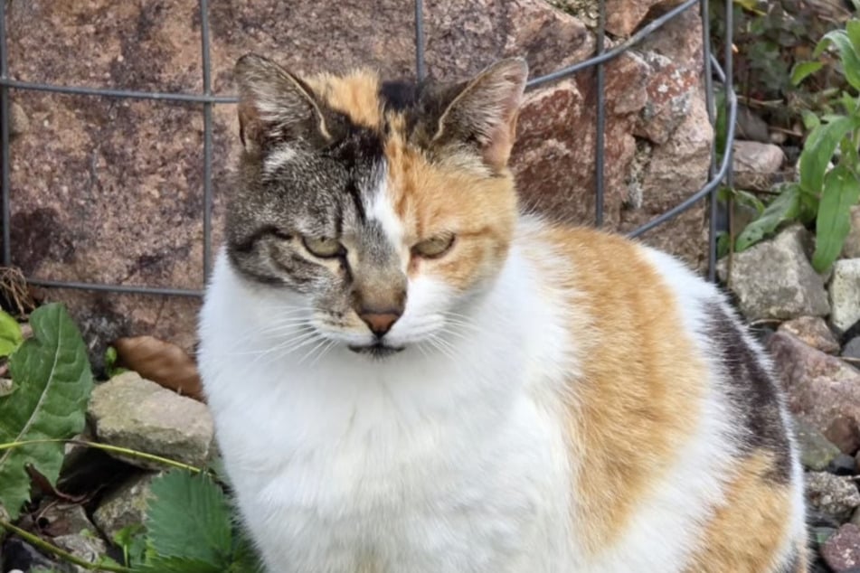 Seit 2022 vermisst: Katze aus Frankreich über 1000 Kilometer entfernt gefunden