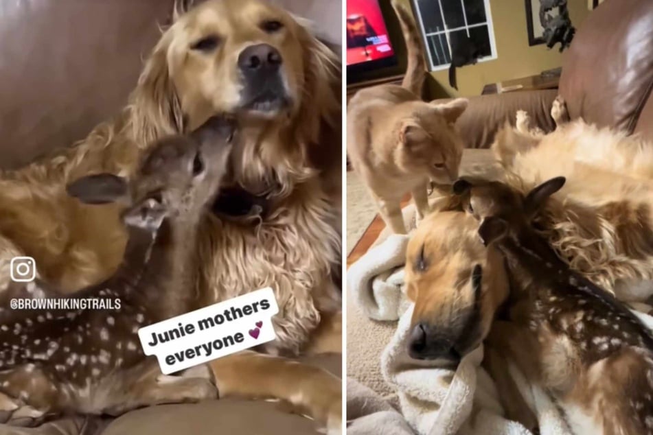 A now-viral video was recorded just a few days after Biscuit the deer was rescued and shows cat, dog, and forest animal cuddling together on the couch.