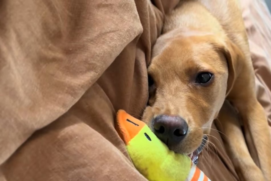 Labrador Jasper hat es faustdick hinter den Ohren.