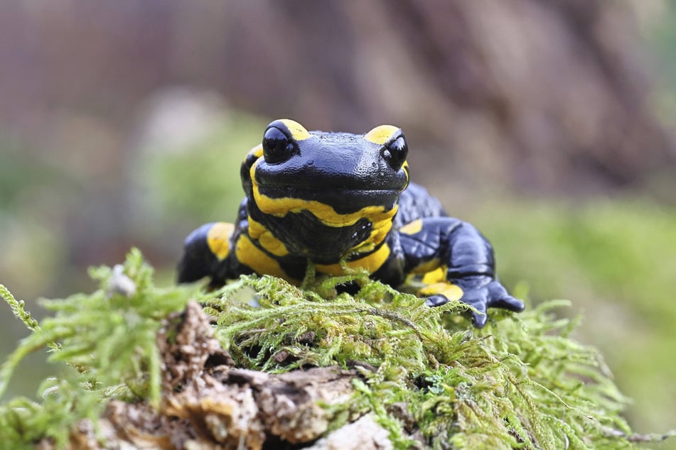 In den kühlen, feuchten Schlüchten fühlen sich auch die seltenen Feuersalamander wohl.