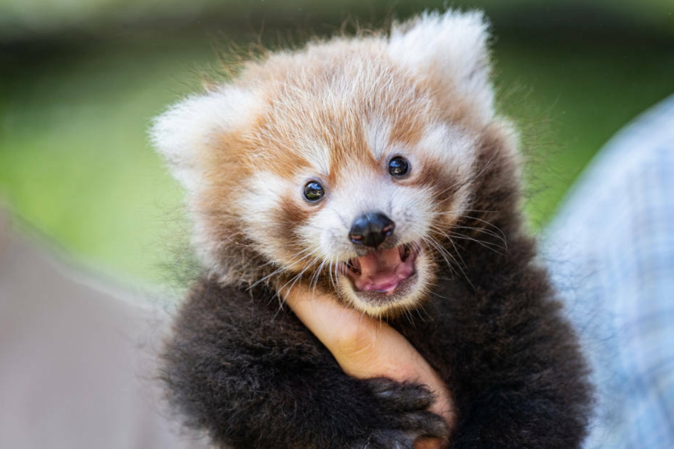 Der 1. FC Union Berlin hat die Patenschaft für eine junge Katzenbärin im Tierpark Berlin übernommen und sucht nach einem Namen für das kleine Fellknäuel. (Symbolfoto)