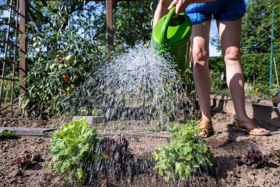 Die Entnahme von Wasser ist in mehreren Regionen durch die Behörden eingeschränkt. (Symbolbild)