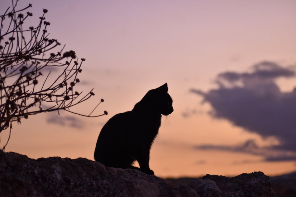 Black cats are much-maligned, but do they deserve this fear?