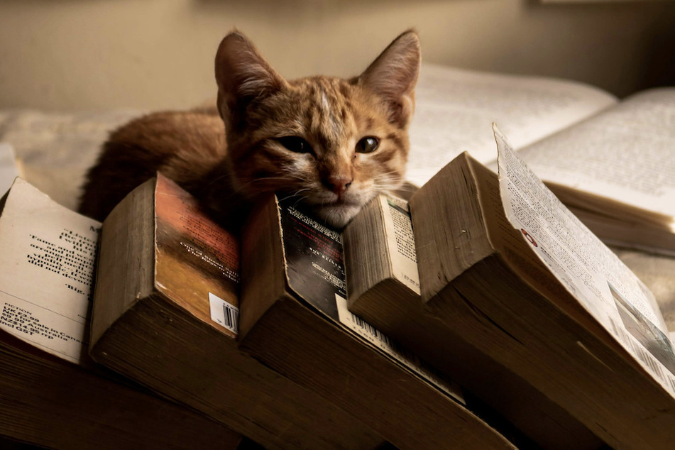 You can use cat pics to forgive lost or damaged book fees at this library in Massachusetts!