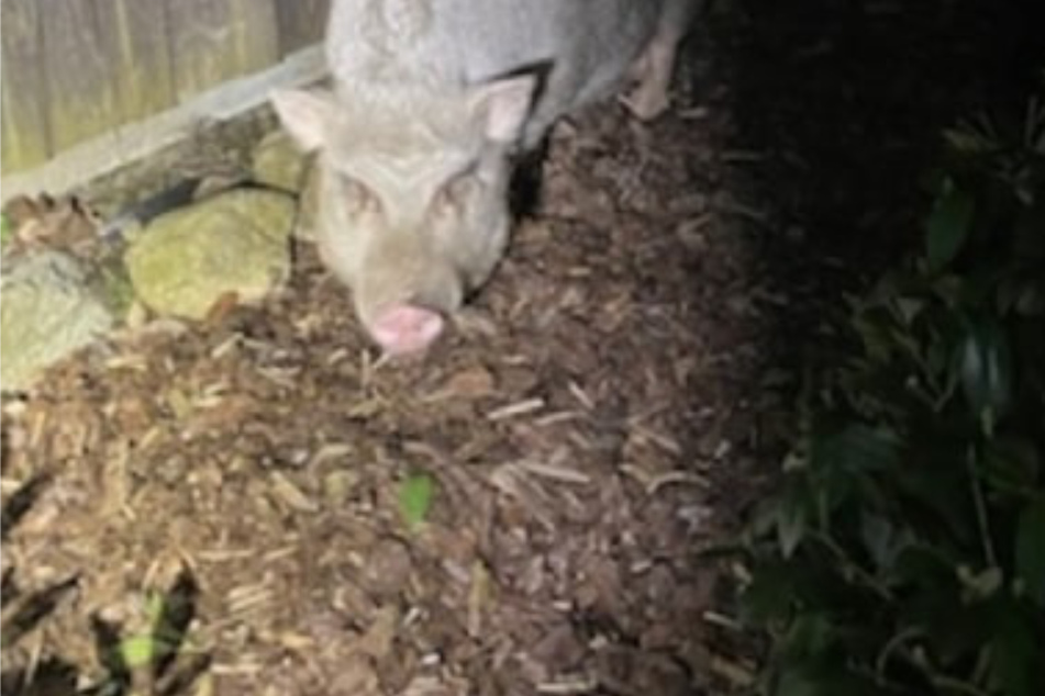 Stundenlanger Polizei-Einsatz wegen zwei Schweinen: Halter nicht auffindbar