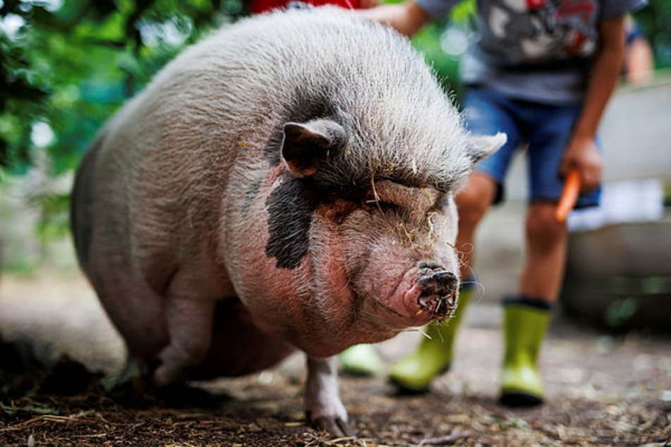 Mindestens einmal am Tag werden die Borsten von einem Kind gebürstet - Schwein gehabt.