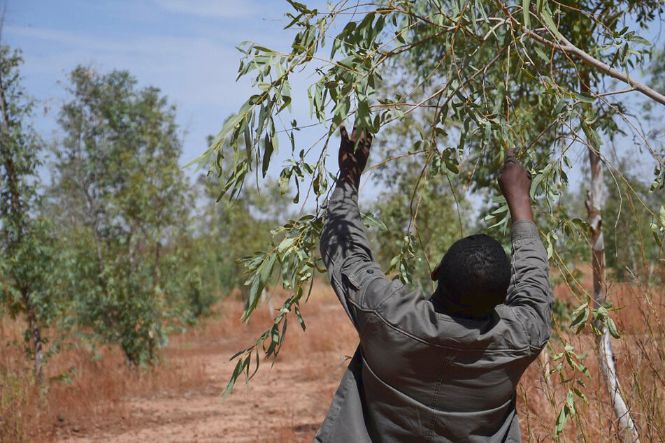 The Great Green Wall is turning desert into forest, one tree at a time.