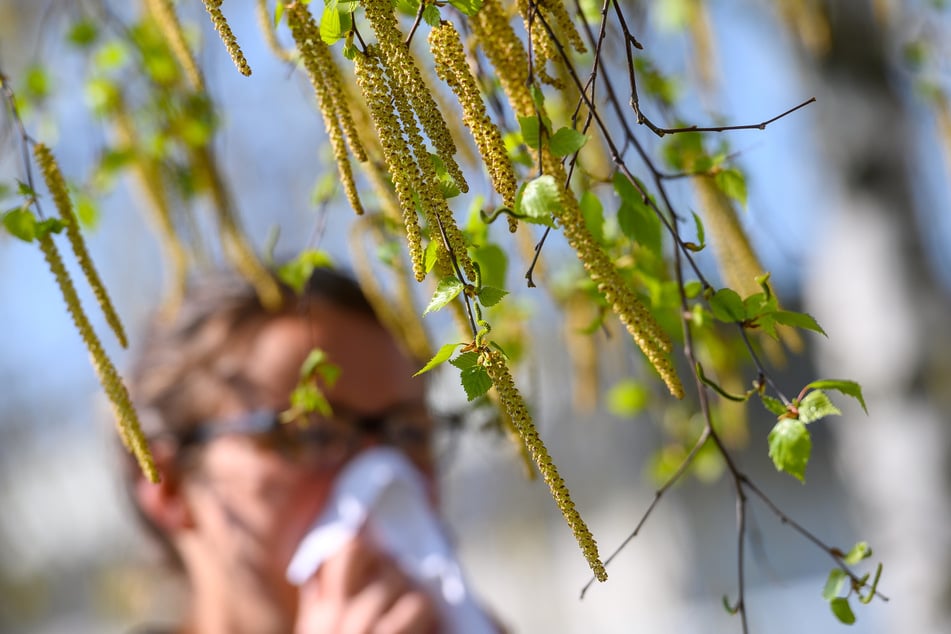 Birkenpollen schwirren wohl ab April durch die Lüfte - für Allergiker kein Vergnügen.