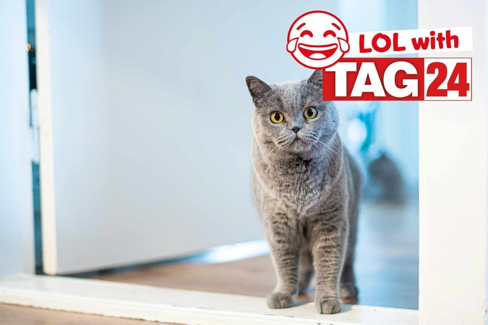 Joke of the Day for April 18, 2026: A cat knock-knock joke for Caturday!